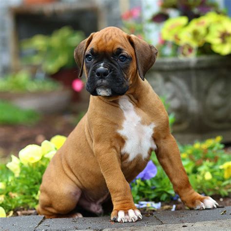 boxer puppies for sale near me